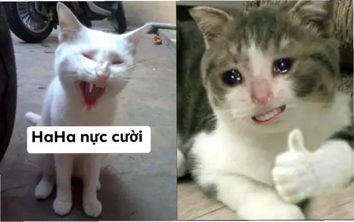 Khám phá thế giới meme mèo hôn: Từ hài hước đến đáng yêu