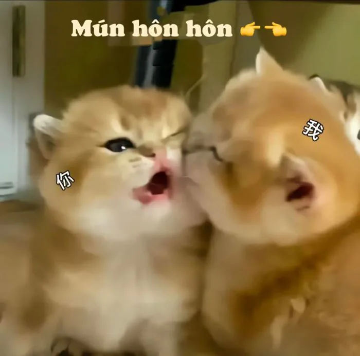 Cute Kittens Playing Mùn Hôn | Mèo hôn, Meme hôn, Ôm người yêu