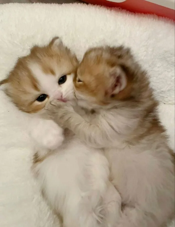 Hình ảnh 2 chú mèo hôn nhau cute, đáng yêu