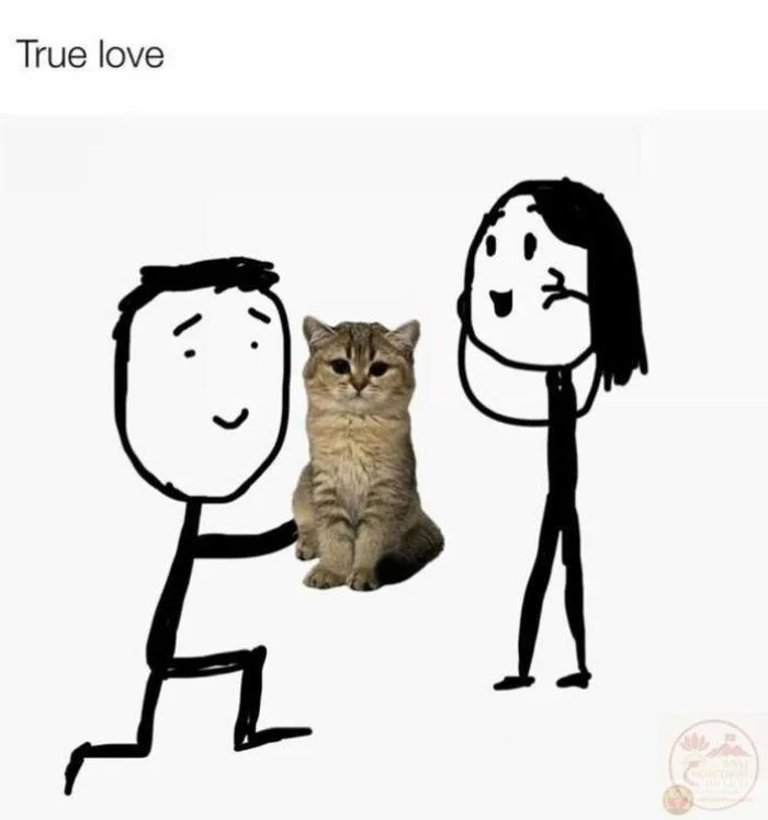 Meme cầu hôn: 130+ ảnh giấy kết hôn, ly hôn, xé đơn hài