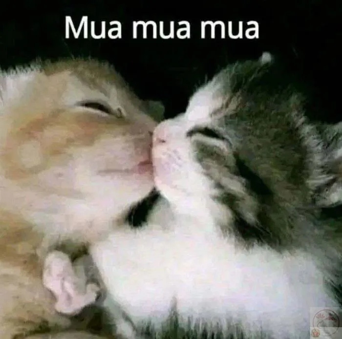 Meme hôn: 190+ ảnh hôn má, môi, gió từ cute đến bựa