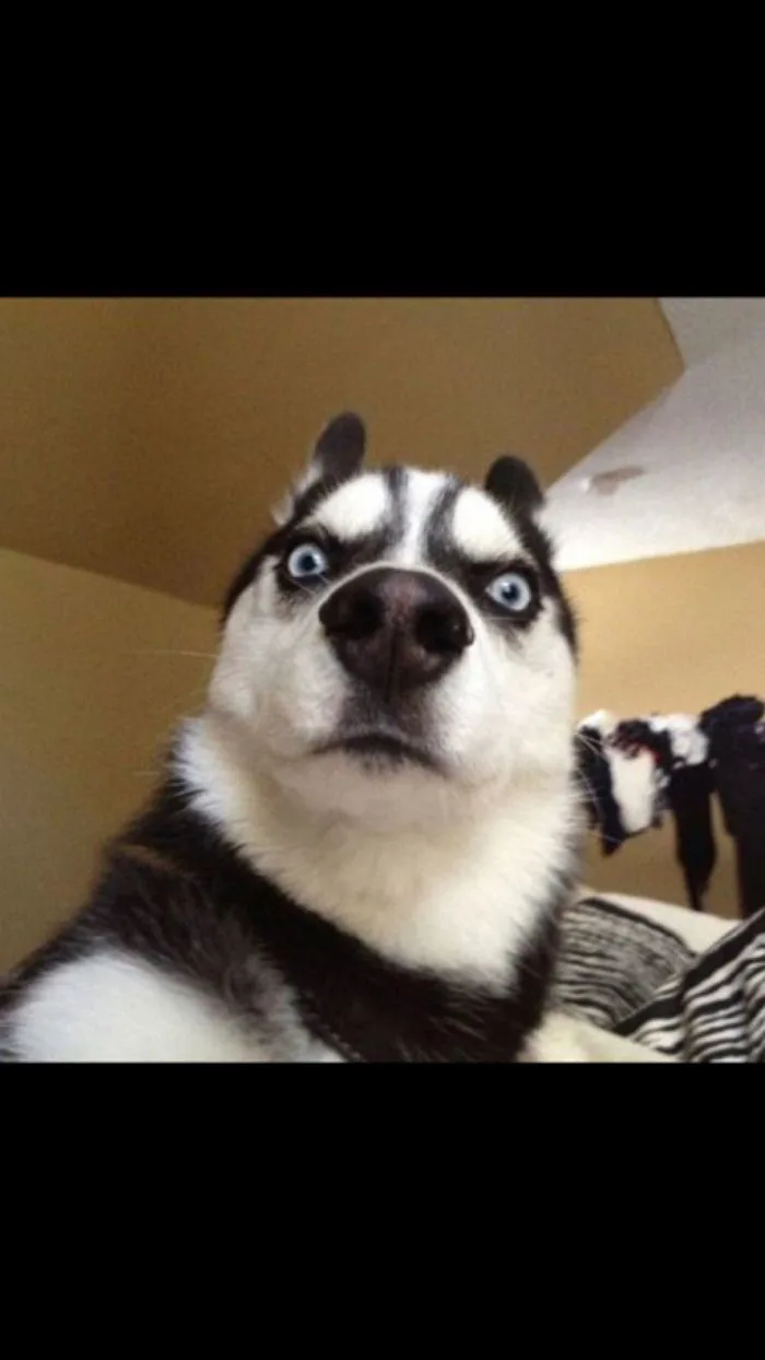 Funny Husky Dog Meme | Cute Animals | Cute husky, Dog list, Funny dog memes