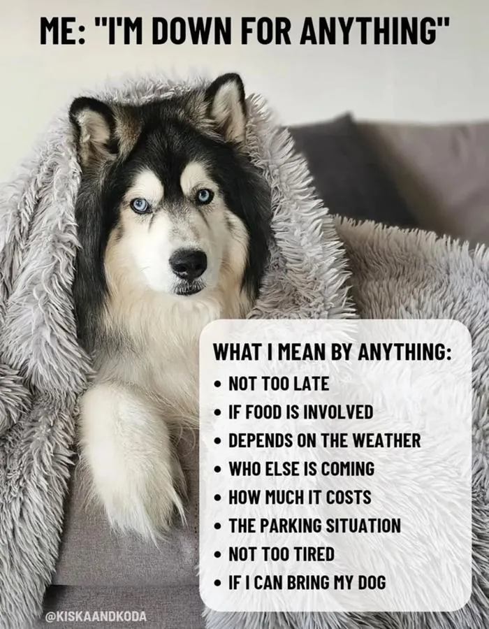 21 Heartwarming Husky Memes Full of Fluffy and Doggo Funnies