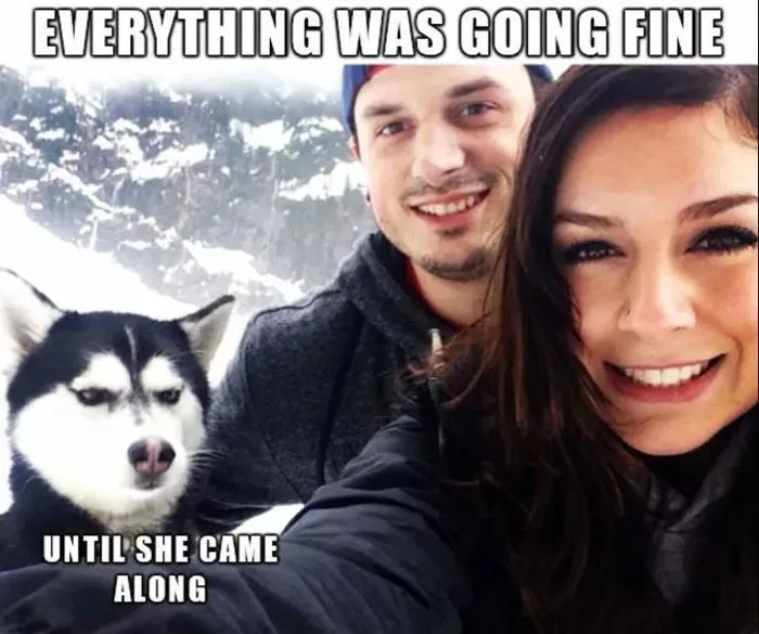 Jealous Husky Meme, Dog Meme - Paws Are Good