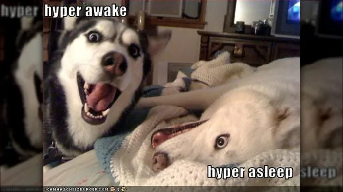 22 Hilarious Memes For Anyone Who Loves Huskies
