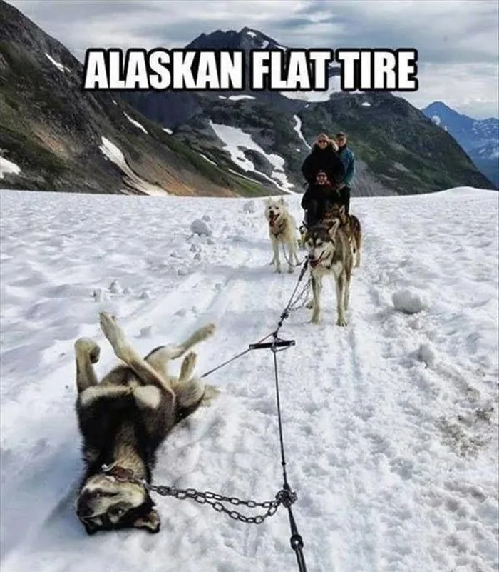 22 Hilarious Memes For Anyone Who Loves Huskies