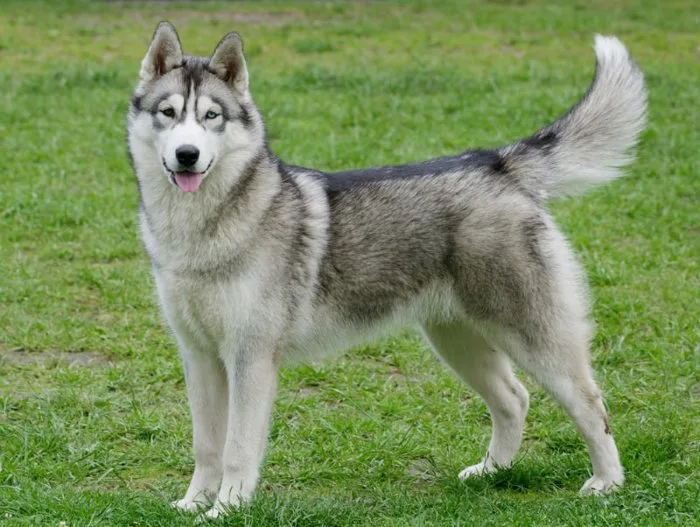 Chó Husky: Từ Chó kéo xe từ vùng Siberia đến thánh Meme