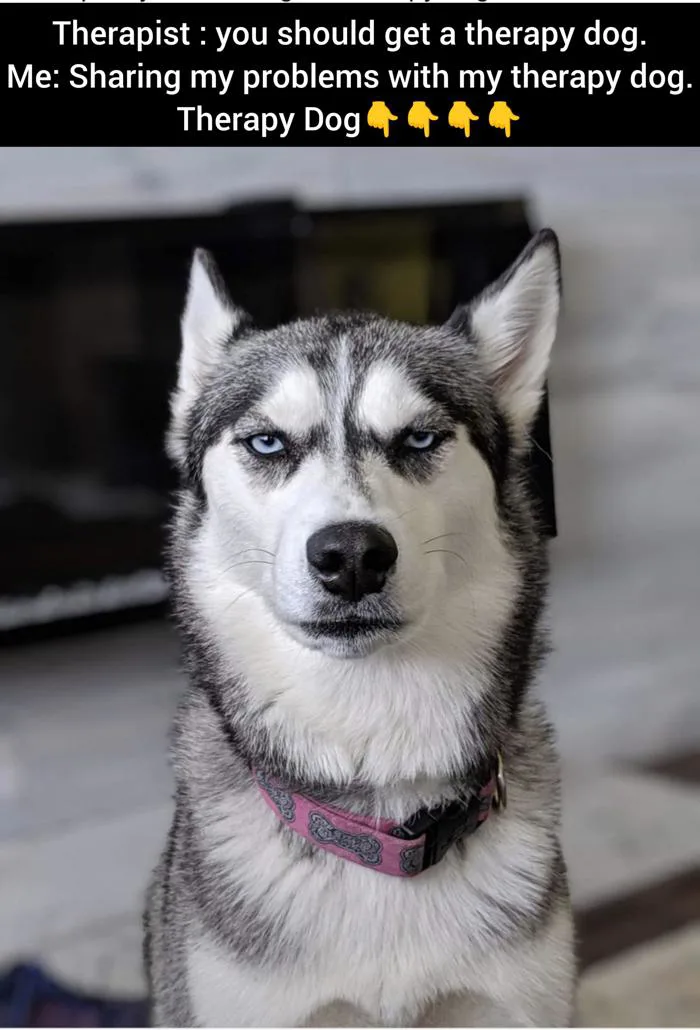 My official meme of my Siberian Husky Roxy : r/siberianhusky