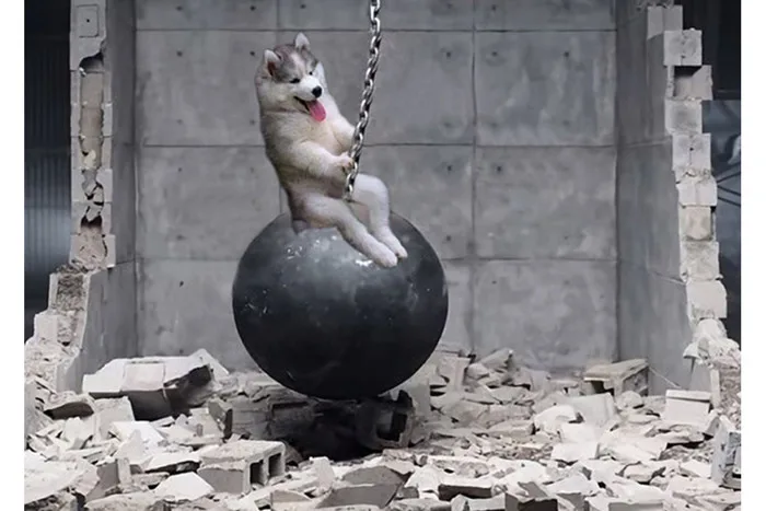 Giải trí: Chú chó Husky bị chế ảnh cực vui nhộn