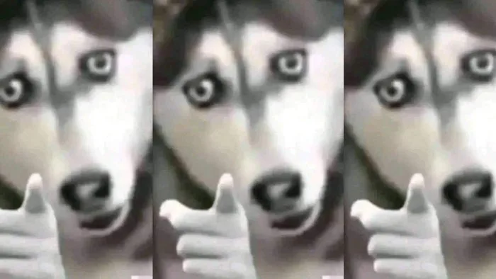 Husky Pointing | Know Your Meme