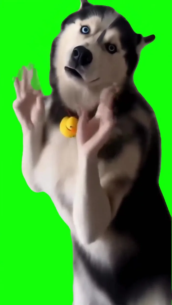 Husky Dancing Green Screen Meme - Video Download MP4