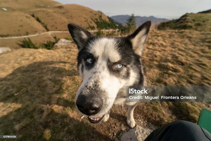 Hình Ảnh Hài Hước Được Chụp Với Ống Kính Góc Rộng Của Một Husky Với Đôi Mắt  Xanh Nhìn Sang Một Bên Hình Ảnh Với Thẩm Mỹ Meme Internet Hình ảnh Sẵn