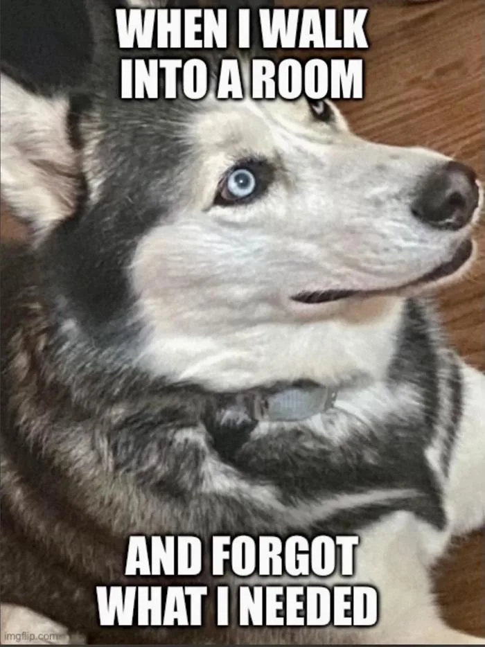 Huskies & Memes : r/husky