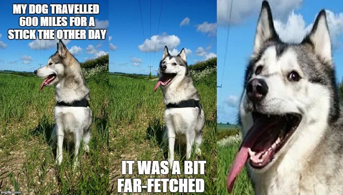 Image tagged in husky,memes,funny memes,puns,bad pun,lol - Imgflip