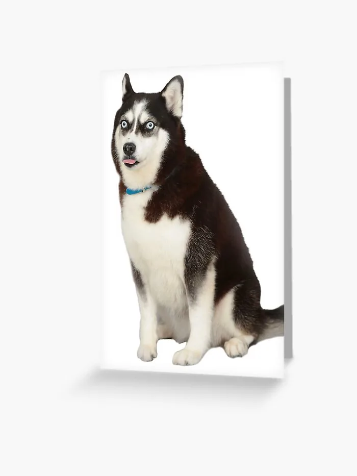 Husky meme