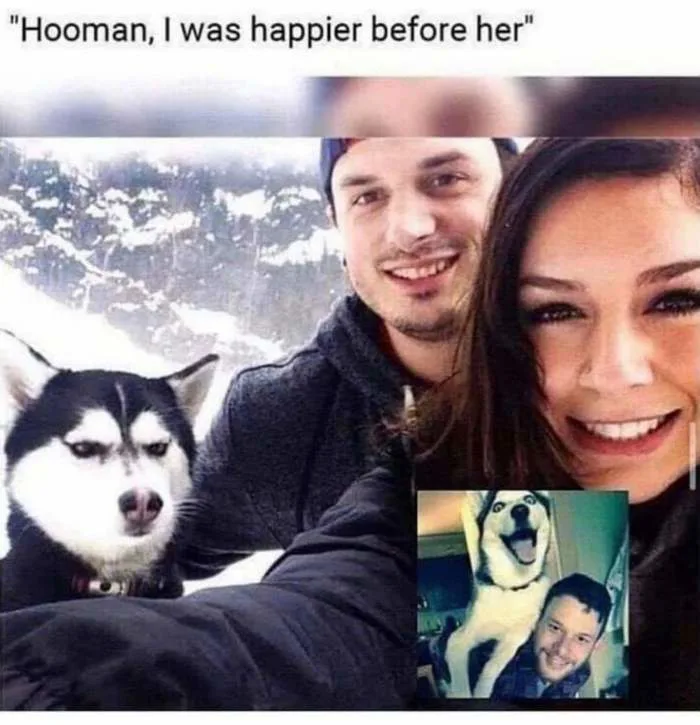 7 years ago I posted a pic of me and my husky, and Reddit turned her into a  meme. Meet Nymeria! : r/memes