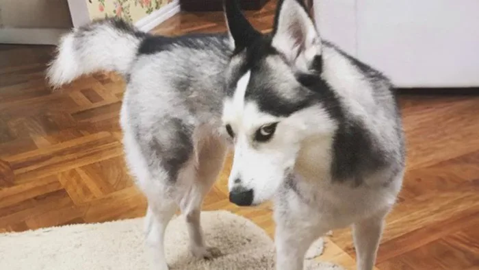 Husky - the most 