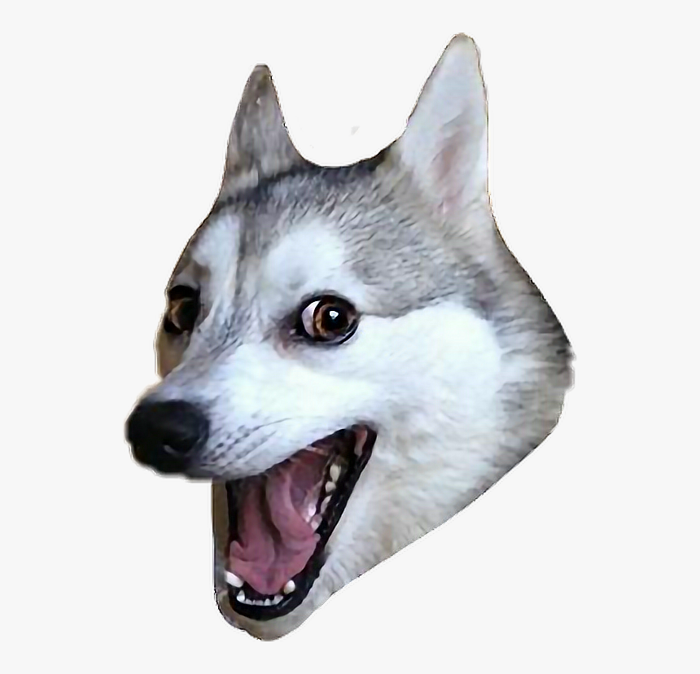 ftestickers #dog #husky #funny #meme - Husky Dog Meme Png, Transparent Png  - kindpng