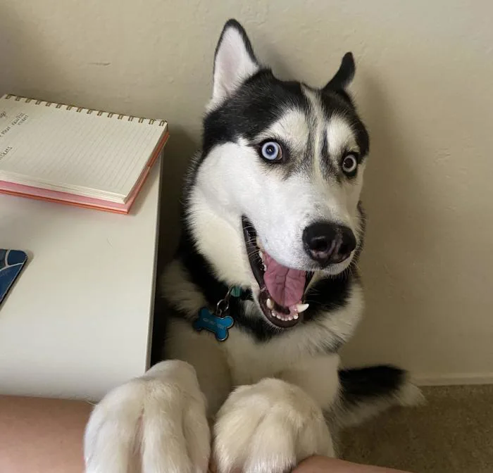 I feel like my dog could be a meme : r/husky