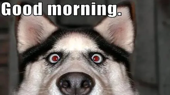 16 Hilarious Husky Memes You've Been Missing In Your Life – Page 6 of 14 –  InspireMore