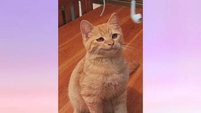Tổng hợp những meme khinh bỉ hài hước, siêu bựa nhất hiện nay