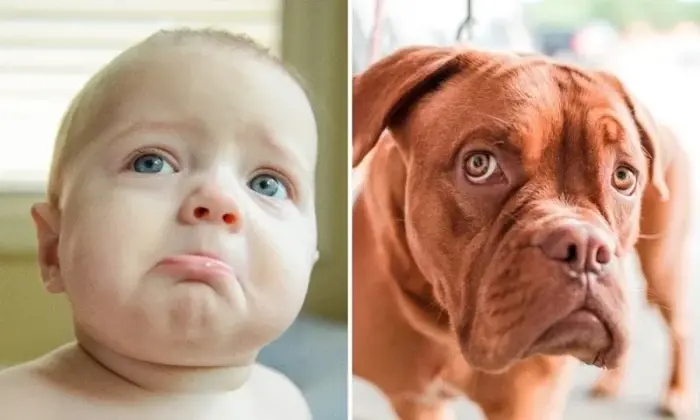 Tổng hợp ảnh meme khinh bỉ vừa hài vừa chất trên mạng