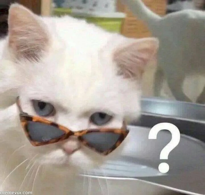 101 ảnh meme mèo khó hiểu hài hước dễ thương, chất lượng cao, tải miễn phí