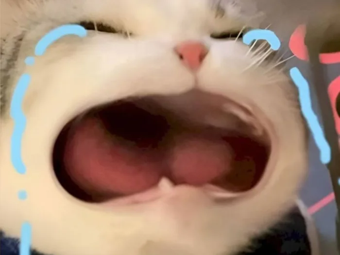 Tuyển chọn 30+ ảnh meme khóc cực hài hước không hề giả trân