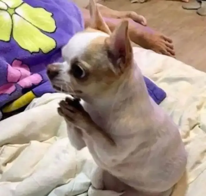 Bộ sưu tầm ảnh meme lạy độc đáo gây sốt cộng đồng mạng