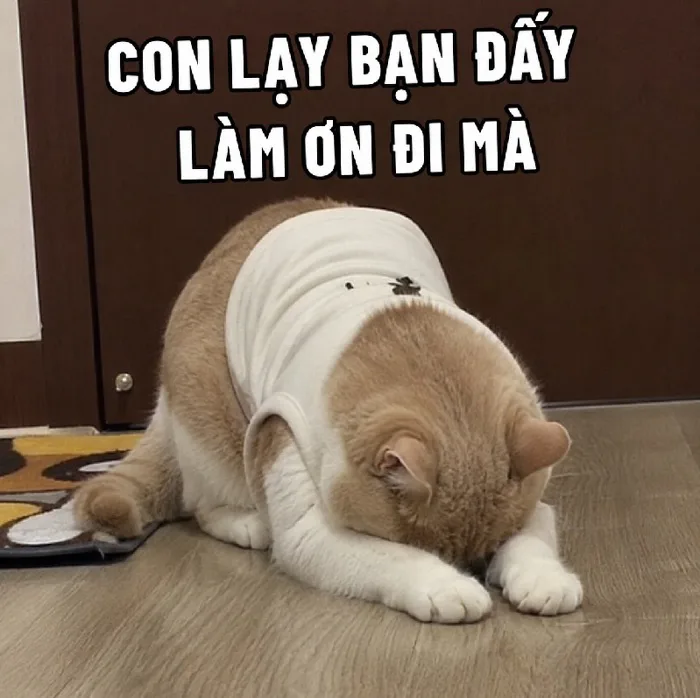 136+ Meme Lạy Quỳ Lạy Mày ảnh chế siêu hài bựa lầy
