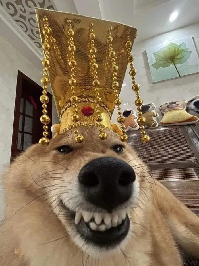 Tổng hợp meme lì xì, ảnh chế lì xì Tết cực hài hước