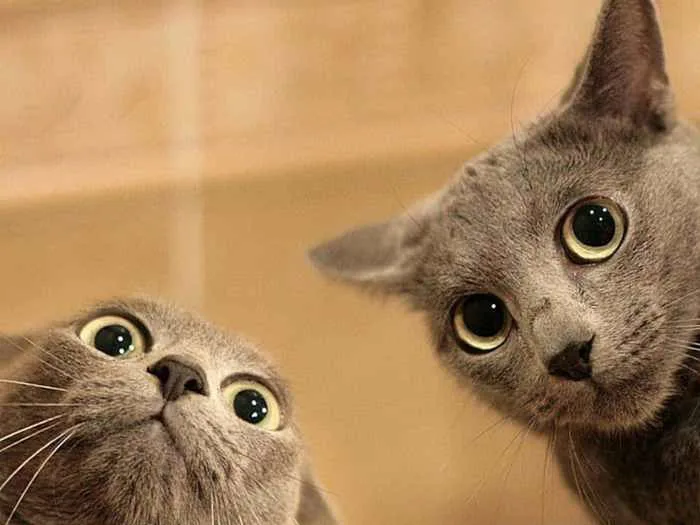 What It's Like to Own Cats — Relatable Cat Memes | Petsies