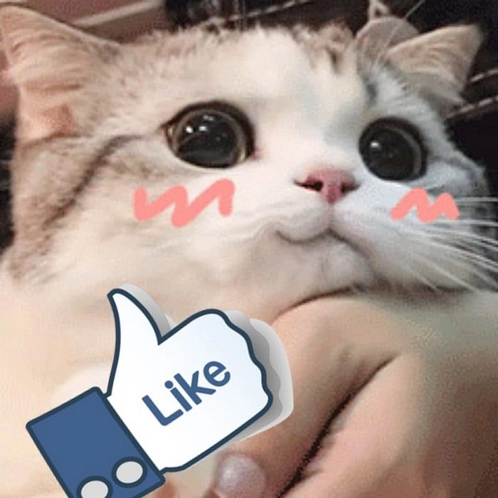 140+ Meme Mèo Like cute đáng yêu nhìn là mê tít luôn