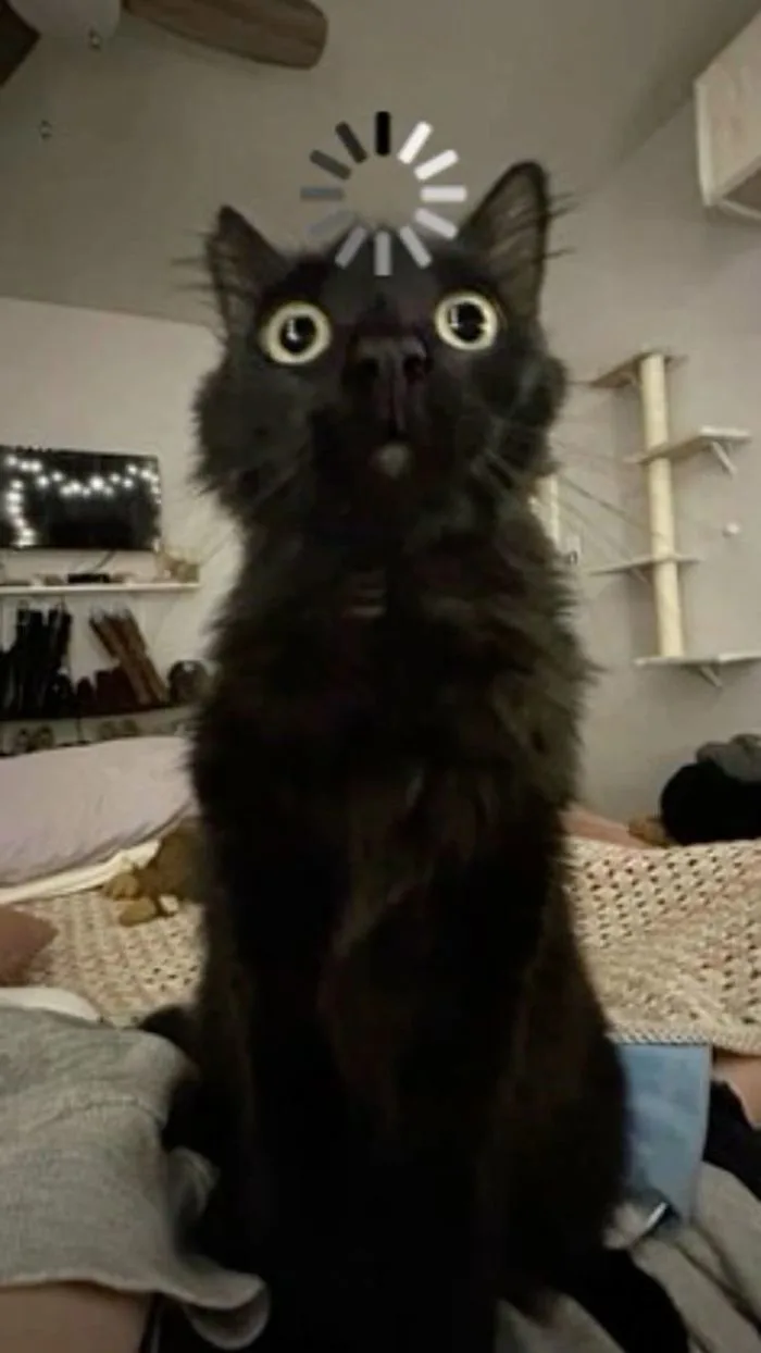 Cat loading