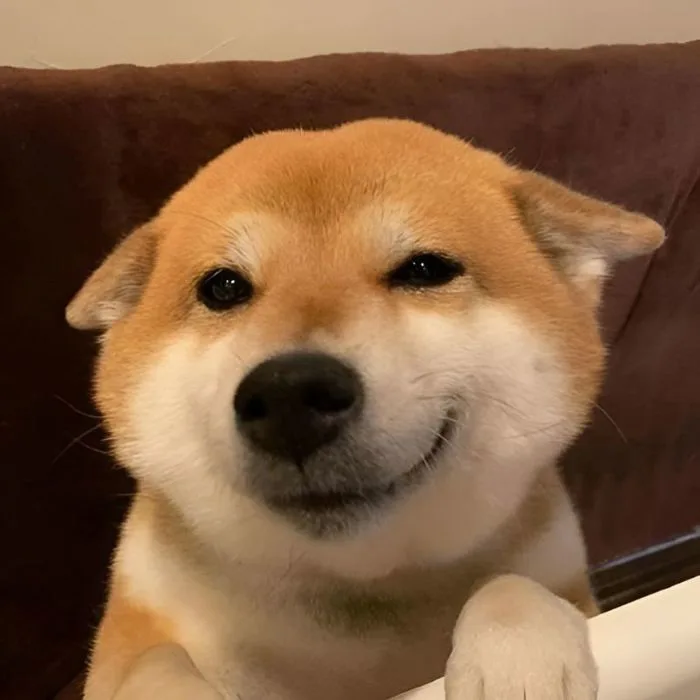110+ ảnh meme cười đểu giả trân vô cùng hài hước