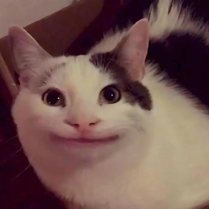 120+ ảnh meme mèo cười đểu, nhe răng, siêu bựa hài hước