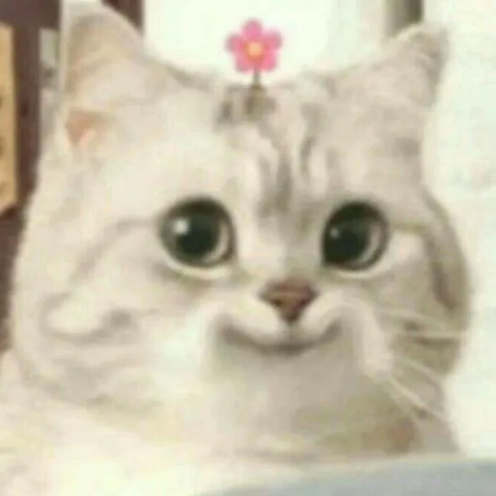 Ảnh meme mèo cười đểu, nhe răng, nhếch mép, hehe siêu hài