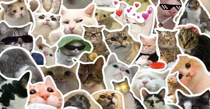 Tổng Kho 250+ Meme Mèo Bựa, Ảnh Chế & GIF Hài Hước 2026