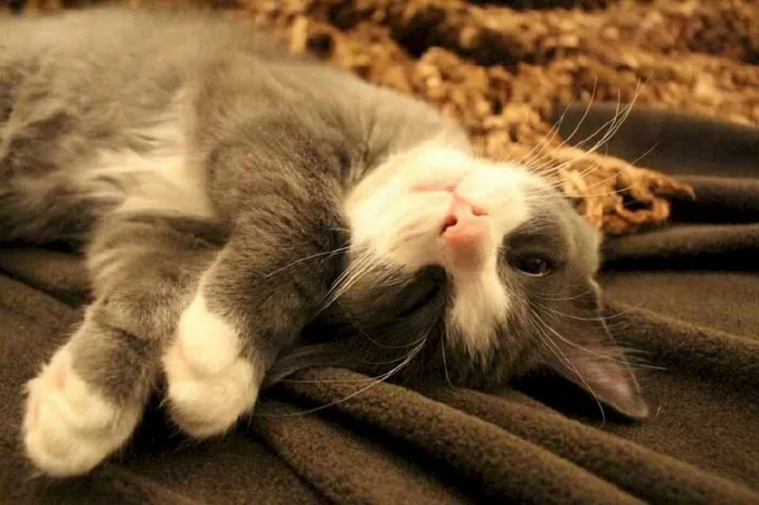 Lưu ngay loạt ảnh meme mệt mỏi nhưng siêu hài hước khiến người xem phải bật  cười