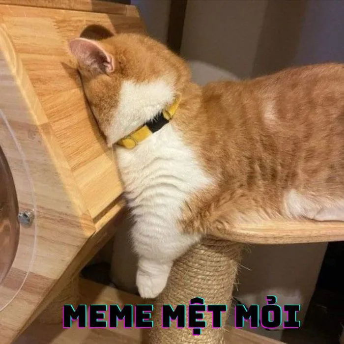 50+ ảnh meme mệt mỏi gây cười xỉu up xỉu down cả ngày dài