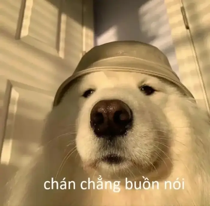 Top 105+ Hình Chán Meme Khiến Cộng Đồng Mạng Thích Thú