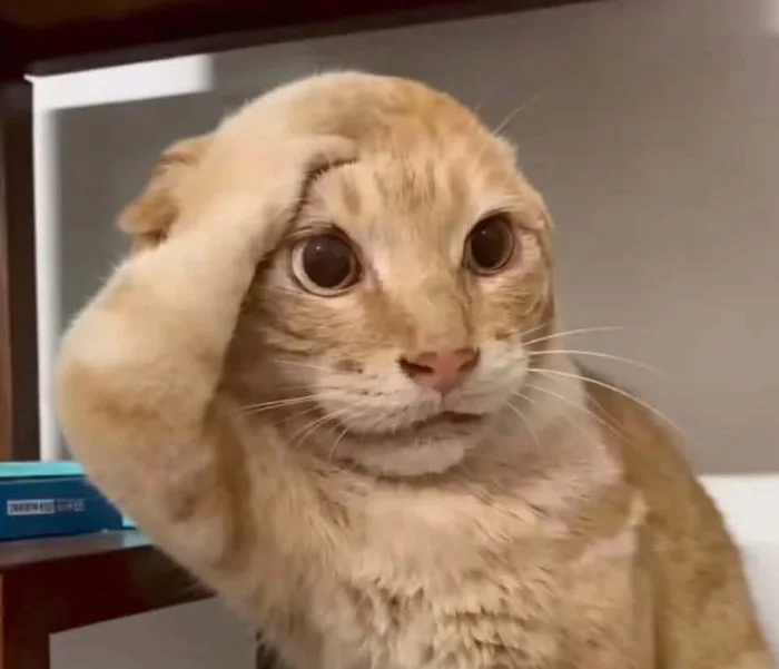123+ Meme Ngạc Nhiên Cực Bựa Khiến Ai Cũng Bật Cười - Thưởng Thức Âm Nhạc  Hello - Trung Tâm Hello
