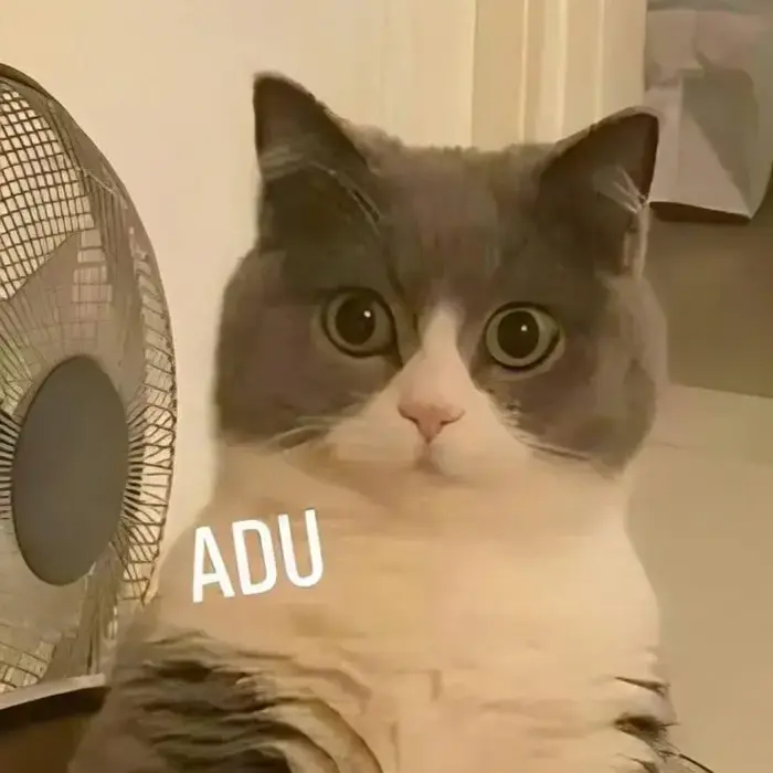 Story » 60+ Meme Mèo Bất Ngờ, Ngạc Nhiên từ ánh mắt trợn tròn tới dáng ngồi  đơ cứng