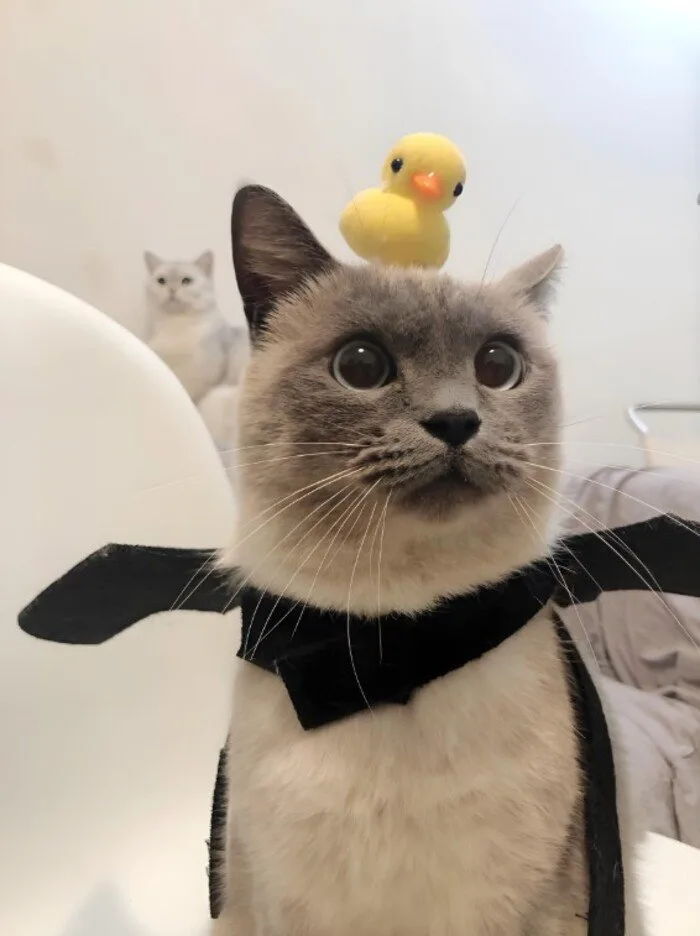 97+ Meme Ngạc Nhiên Lầy Lội Khiến Dân Tình Cười Nghiêng Ngả