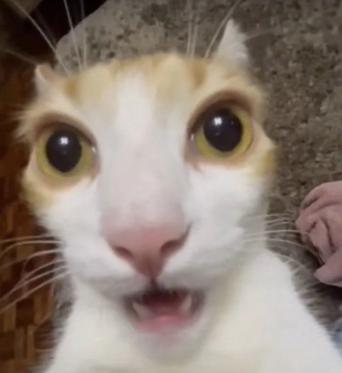 123+ Meme Ngạc Nhiên Cực Bựa Khiến Ai Cũng Bật Cười - Thưởng Thức Âm Nhạc  Hello - Trung Tâm Hello
