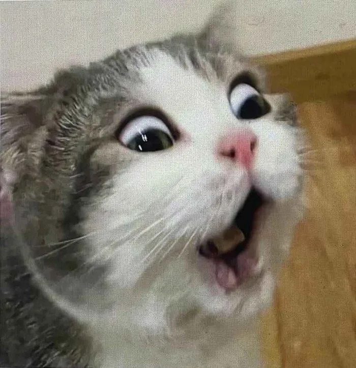 158+ Meme Sốc Vãi Mèo quá ảnh chế siêu hài bựa lầy