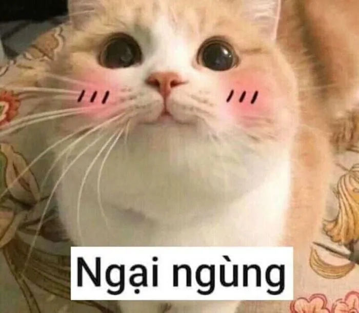 Tổng hợp 97 meme ngại ngùng đáng yêu đốn tim mọi ánh nhìn - hinhanhdep3d.com