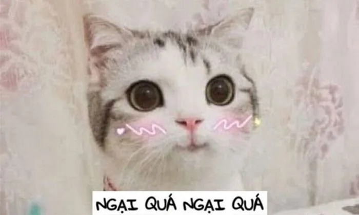 Tổng Hợp 1000+ Meme Ngại Đáng Yêu, Vui Nhộn Hay Dùng Trong Tin Nhắn
