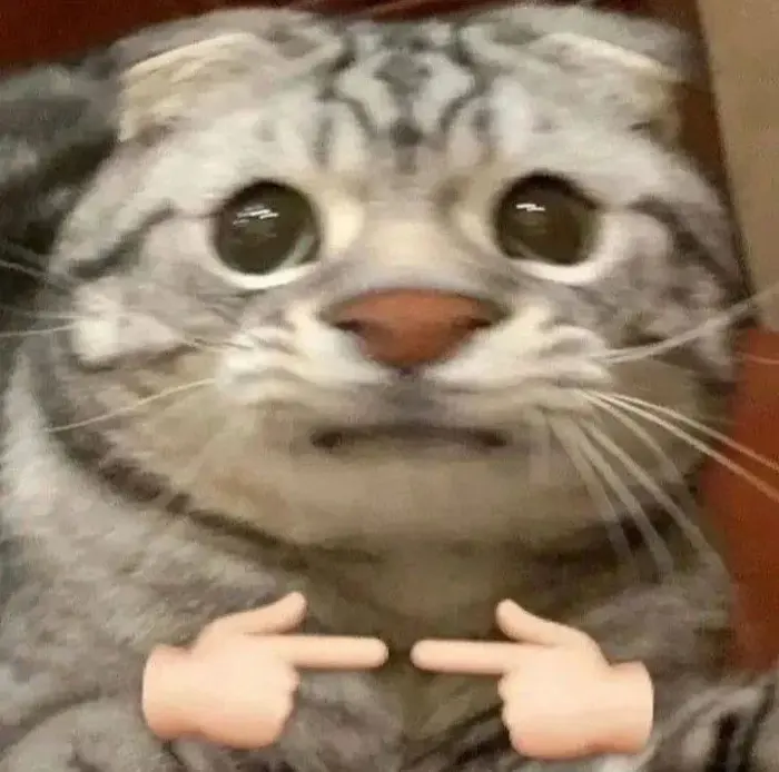 Trọn bộ Meme Mèo Ngại Ngùng e thẹn, đỏ mặt siêu cute cho mọi tình huống