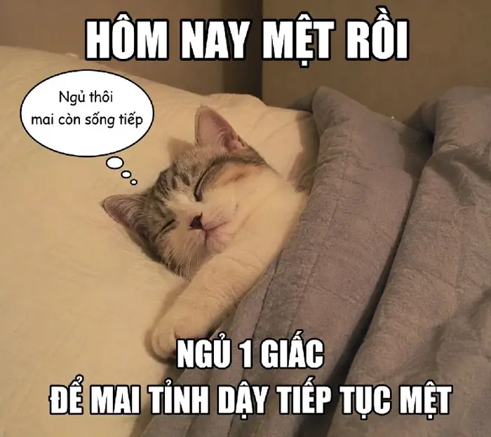 Meme Ngủ: Liều Thuốc Giải Stress Cho Dân Tình Mệt Mỏi - anhdep360.com